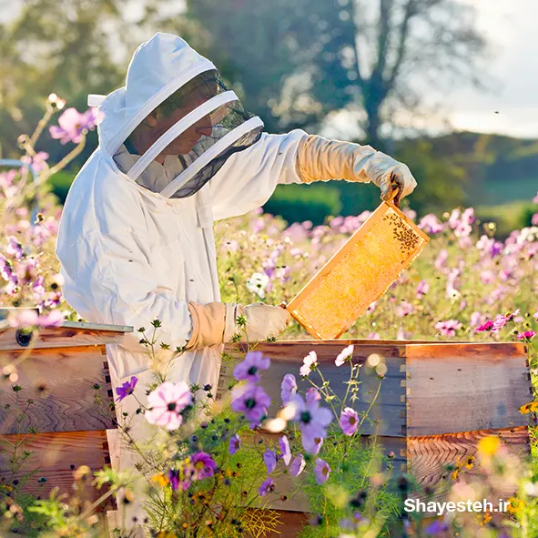 Beekeeping workshop at Elm Farm